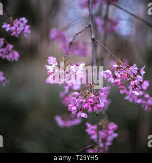 London, United Kingdom: cherry blossom tree in the Kyoto Garden, Holland Park. Stock Photo