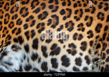 Close up leopard real fur texture Stock Photo