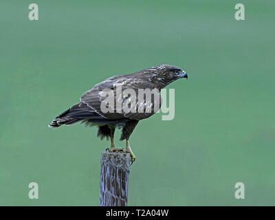 Common buzzard perched on post Stock Photo