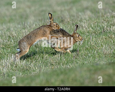 European brown hare male chasing female Stock Photo