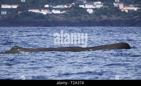 Sperm whale in front of the coastline of Pico Island (Azores - Portugal) Stock Photo