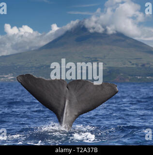 Sperm whale in front of Volcano Pico, Pico Island (Azores - Portugal) 02 Stock Photo