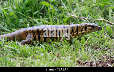 Gold Tegu (Tupinambis teguixin) at Asa Wright Nature Centre (Trinidad, West Indies) Stock Photo