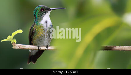 Hummingbird (White-chested Emerald - Amazilia brevirostris) with copy space - Asa Wright Nature Centre, Trinidad Stock Photo
