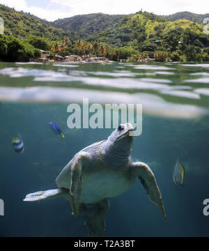 Sea turtle in front of Castara Beach (Tobago, West Indies) Stock Photo