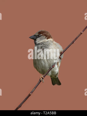 House Sparrow, passer domesticus, on wire, Lancashire, England, UK Stock Photo