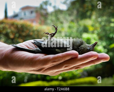 man holding a dead body of a female of a blue gray tanager bird after crashing with a glass upside down Stock Photo