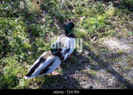 Pair of mallard ducks (Anas platyrhynchos) male and female, UK Stock Photo