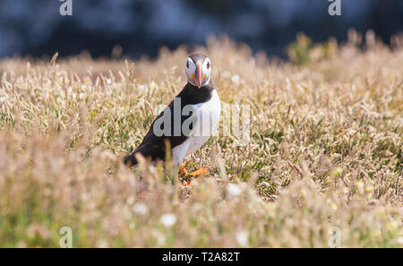 Atlantic puffin nesting Skomer Island Pembrokeshire Wales uk Stock Photo