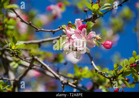 A bee is busily collecting pollen from showy and fragrant pink and white crabapple blossoms opening from the red buds of a Japanese crabapple tree. Stock Photo