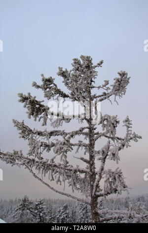 Frosty branch. Branch in the sky. Winter time. Stock Photo