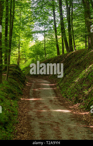 Shady hollow path through the forest Stock Photo