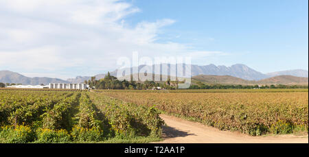 Scenic panorama of the vineyards and fermentation tanks on Van Loveren Estate, Robertson Wine Valley, Western Cape Winelands, Route 62, South Africa, Stock Photo