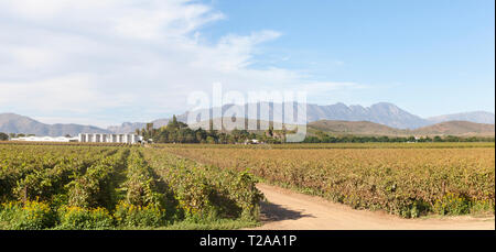 Scenic panorama of the vineyards in Robertson Wine Valley, Western Cape Winelands, Route 62, South Africa, Fermentation tanks on Van Loveren Estate in Stock Photo