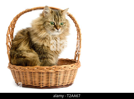 Sad cat sitting in basket isolated on white background. Stock Photo