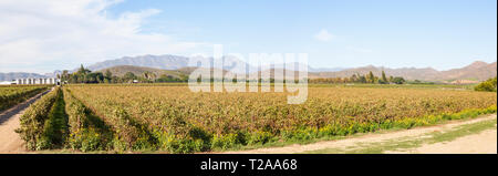 Scenic panorama of the vineyards in Robertson Wine Valley, Western Cape Winelands, Route 62, South Africa, Fermentation tanks on Van Loveren Estate in Stock Photo