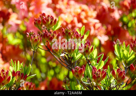 Blossoming tree rhododendron on blurred background. Stock Photo