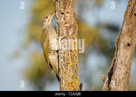 European Green Woodpecker (Picus viridis), juvenile feeding on a tree ,Lleida Steppes, Catalonia, Spain Stock Photo