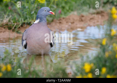 Common Wood Pigeon (Columba palumbus), bathing at the waterhole, Lleida Steppes, Catalonia, Spain Stock Photo