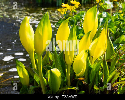 Yellow spathes of the western skunk cabbage, Lysichiton americanus, in early spring Stock Photo