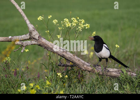 Eurasian Magpie (Pica pica), perched on a branch, collecting nesting material (mud), Lleida Steppes, Catalonia, Spain Stock Photo