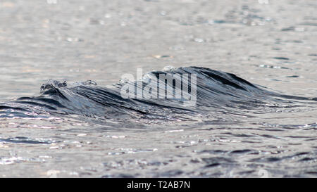 Small ocean waves breaking on a stoney beach Stock Photo