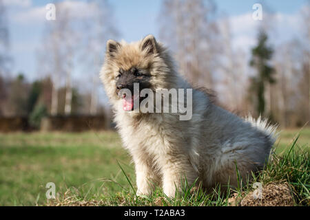 Wolfsspitz (Keeshond) puppy sitting Stock Photo