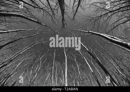 Leafless trees shot in monochrome through a fish-eye lens in Kent, England. Stock Photo