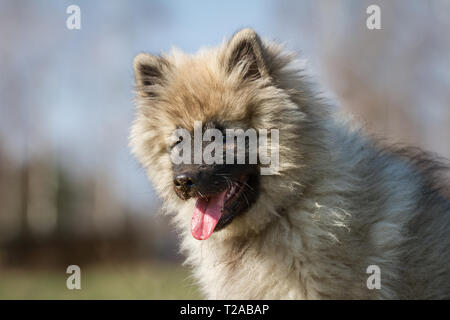 Wolfsspitz (Keeshond) puppy portrait Stock Photo