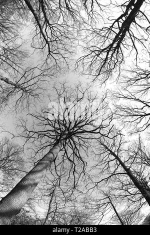 Leafless trees shot in monochrome through a fish-eye lens in Kent, England. Stock Photo