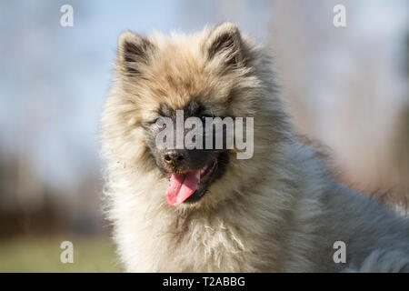 Wolfsspitz (Keeshond) puppy portrait Stock Photo
