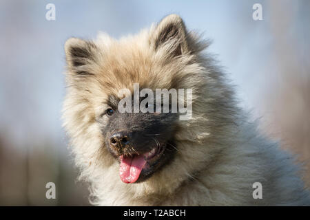 Wolfsspitz (Keeshond) puppy portrait Stock Photo