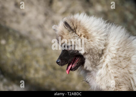 Wolfsspitz (Keeshond) puppy portrait Stock Photo
