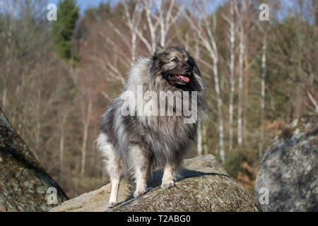 Portrait of a male Wolfsspitz (Keeshond) dog Stock Photo