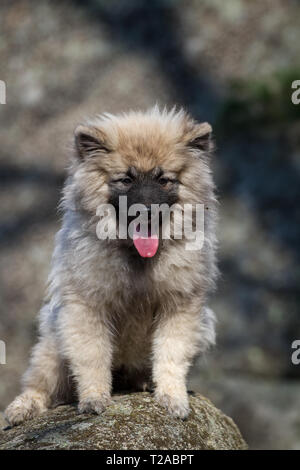 Wolfsspitz (Keeshond) puppy sitting Stock Photo