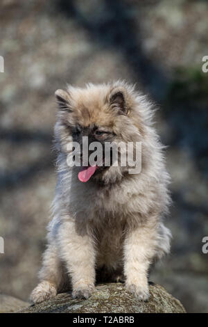 Wolfsspitz (Keeshond) puppy sitting Stock Photo