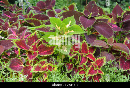 Cultivating Perilla frutescens in a garden Stock Photo