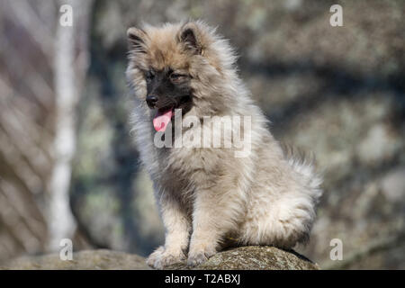 Wolfsspitz (Keeshond) puppy sitting Stock Photo