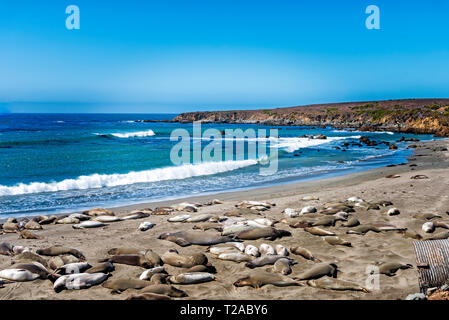Elephant seals laying on sandy beach with blue ocean and waves rolling onto the shoreline under blue skies. Stock Photo