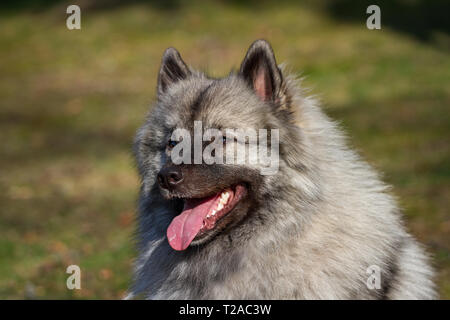 Portrait of a female Wolfsspitz (Keeshond) dog Stock Photo