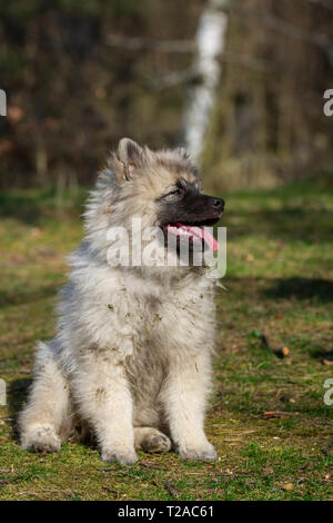 Wolfsspitz (Keeshond) puppy sitting Stock Photo