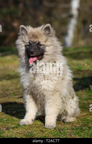 Wolfsspitz (Keeshond) puppy sitting Stock Photo