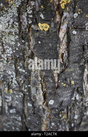 Prunus cerasifera nigra bark close up Stock Photo