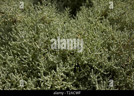 Santolina chamaecyparissus close up Stock Photo