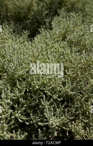 Santolina chamaecyparissus close up Stock Photo