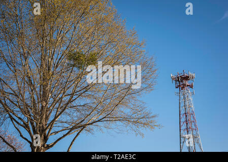 An independent cell phone metal tower juxtaposed with a portion of a tree and set against a clear blue cloudless sky. Stock Photo