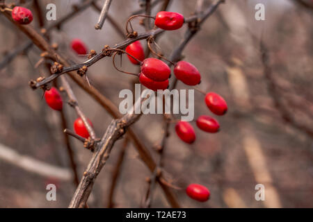 Red edible berries of the famous shrub of the European barberry on the prickly branches with thorns in the winter forest. Stock Photo