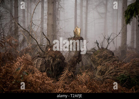 Foggy woodland - Hampshire UK Stock Photo
