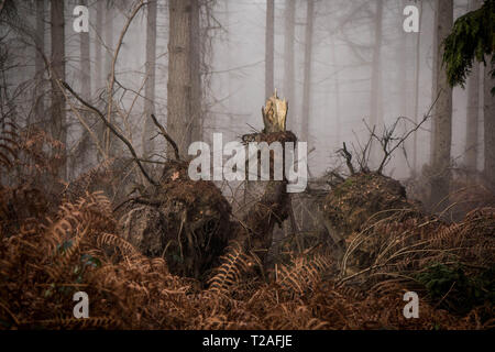 Foggy woodland - Hampshire UK Stock Photo