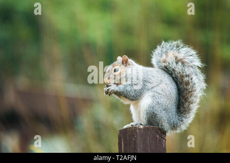 Grey squirrel in garden Stock Photo